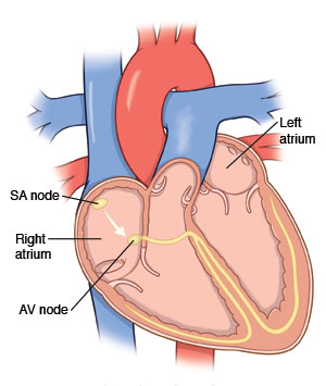 Cross section of the heart showing the SA and AV nodes in the right atrium.