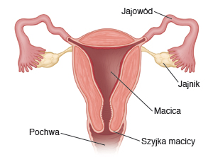 jajowód, jajnik, macica, szyjka macicy, pochwa