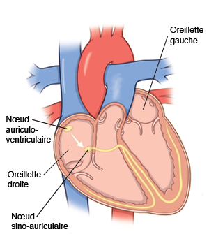 Nœud sino-auriculaire, oreillette droite, oreillette gauche, noeud auriculo-ventriculaire