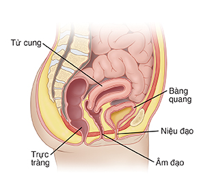 Mặt bên của khung chậu nữ cho thấy bàng quang, niệu đạo, và tử cung.
