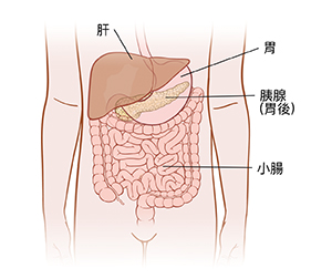顯示胃、胰腺和腸道的兒童腹部輪廓。