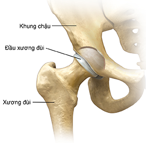 Mặt trước của khớp hông.