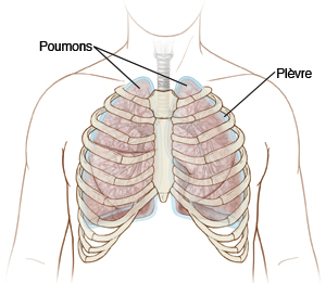 Poumons, plèvre