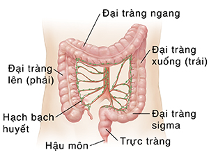 Phác thảo bụng người lớn cho thấy các động mạch và hạch bạch huyết của đại tràng.