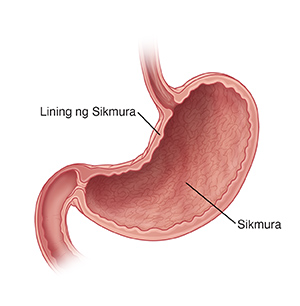 Cross section ng sikmura.