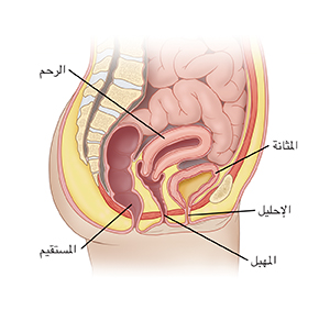 منظر جانبي لحوض أنثى يُظهر المثانة والإحليل والرحم.
