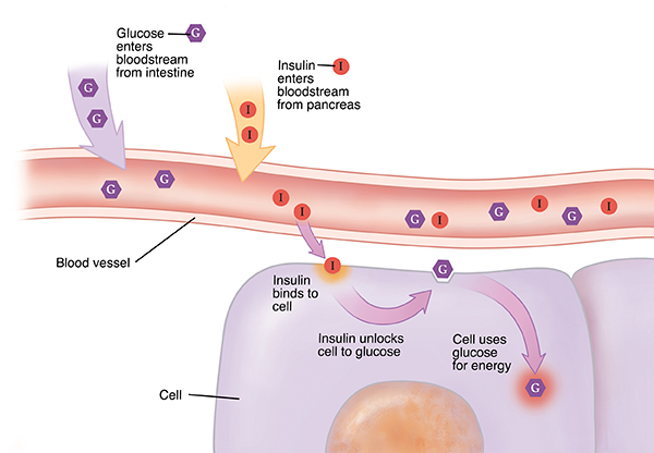 Closeup cross section of blood vessel near cells, with insulin and glucose entering bloodstream. Insulin binds to cell. Glucose enters cell and is used for energy.