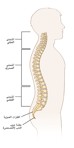 صورة للعمود الفقري توضح المنحنى العنقي، والمنحنى الصدري، والمنحنى القطني، والفقرات العجزية، وعظمة عجب الذنب (العُصعص)