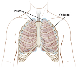 płuca, opłucna