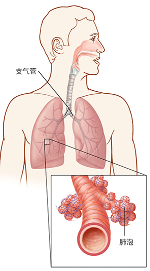 图示双肺和支气管的位置,同时给出肺泡详图