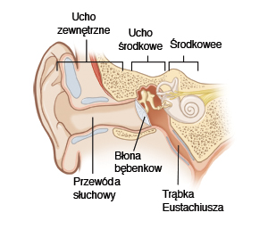 Ilustracja przedstawia przekrój ucha zewnętrznego, środkowego i wewnętrznego, obejmujący przewód słuchowy, błonę bębenkową i trąbkę Eustachiusza.