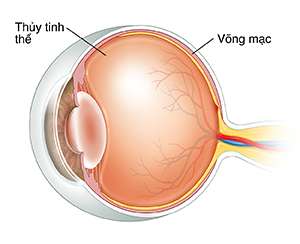 Mặt cắt 3/4 của mắt cho thấy thủy tinh thể.